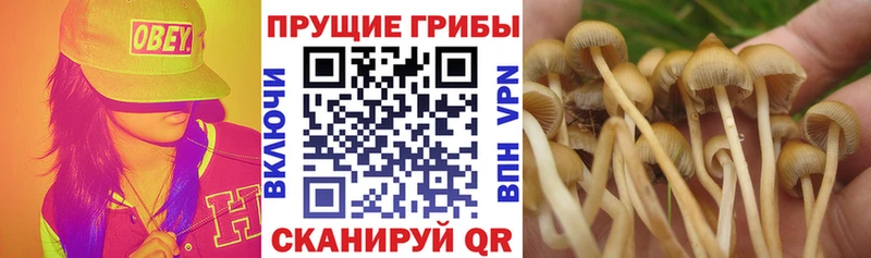 Псилоцибиновые грибы мицелий  Чусовой 